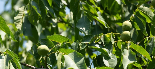 Πράσινα Καρύδια Ωριμάζουν Κλαδιά Καρυδιάς Πεύκα Φύλλα Φυσικής Προέλευσης — Φωτογραφία Αρχείου