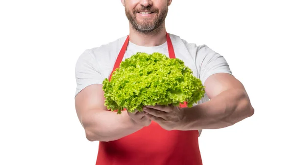 Cropped View Man Apron Fresh Lettuce Vegetable Isolated White —  Fotos de Stock