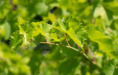 Bulanık güneşli doğada yeşil üzüm yaprakları vitis vinifera.