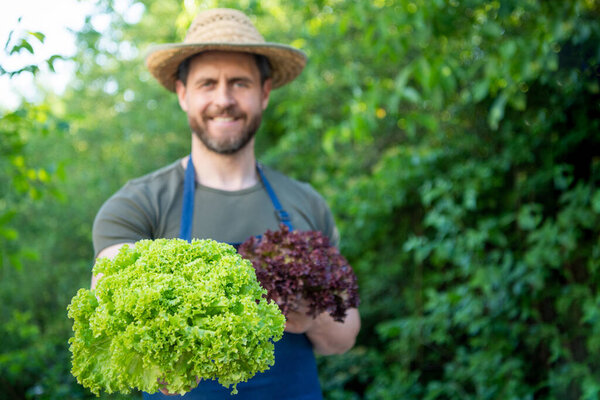 селективное внимание человека с листьями салата. копировальное пространство.