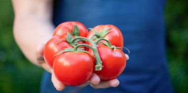 Manavın elindeki kırmızı domates demetinin seçici odağı.