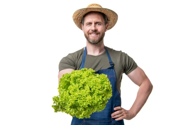 Man Apron Hat Lettuce Vegetable Isolated White Selective Focus — Zdjęcie stockowe