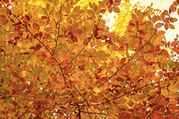 Feuilles Automne Couleur Jaune Gros Plan Avec Personne Saison — Photo