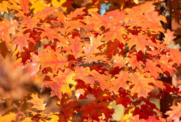 Orange Oak Leaves Natural Autumn Background Autumn Beauty — Fotografia de Stock