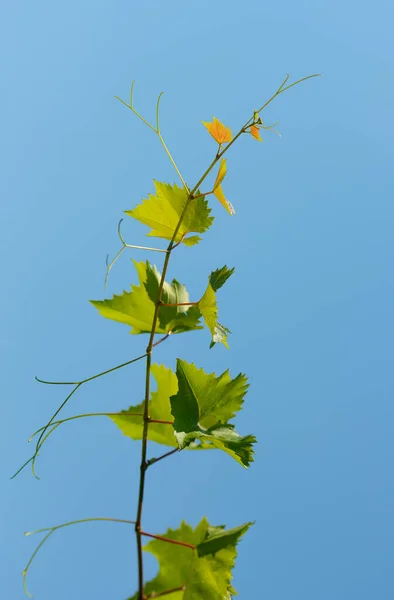 Weinrebenzweig Mit Jungen Grünen Blättern Blauen Himmel — Stockfoto