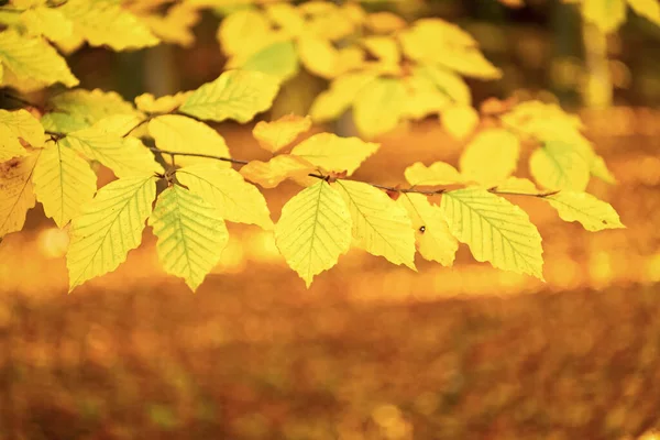 Natureza Pano Fundo Com Folhas Outono Cor Amarela Closeup Espaço — Fotografia de Stock