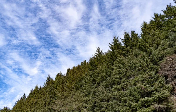 Pine Fir Tree Forest Background Cloudy Sky — Zdjęcie stockowe