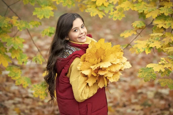 微笑的少女抱着秋天的枫叶户外 — 图库照片