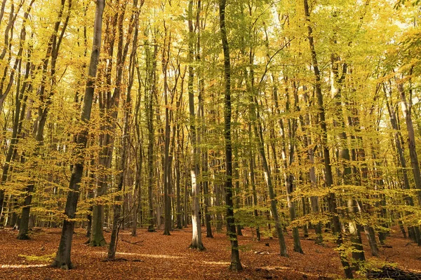 Automne Nature Belle Forêt Aux Feuilles Jaunes Arbres Saisonniers Toile — Photo