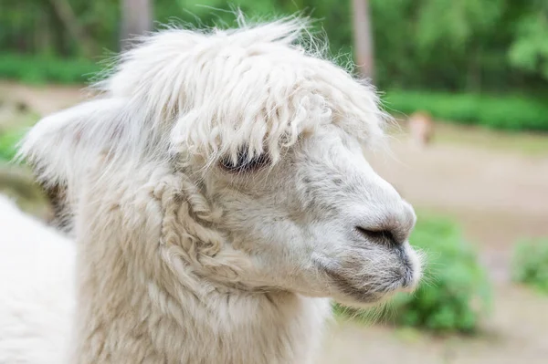 Muzzle White Lama Glama Lamoid Animal Outdoors — Stock Photo, Image