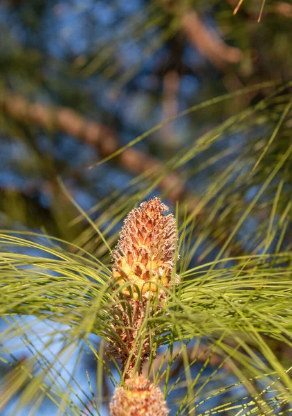 Pine Cone Evergreen Pinetree Needles Natural Background — Stok fotoğraf