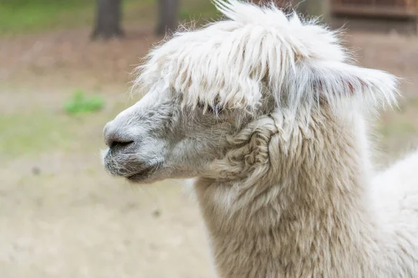 White Llama Muzzle Natural Background Outdoors — Stock Photo, Image