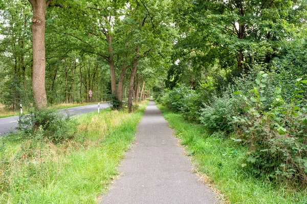 Empty Road Scenic Walkway Path Way Natural Background — Foto de Stock