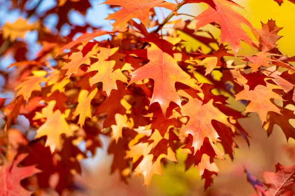 Orange Oak Leaves Natural Autumn Background Autumn Branch — Fotografia de Stock