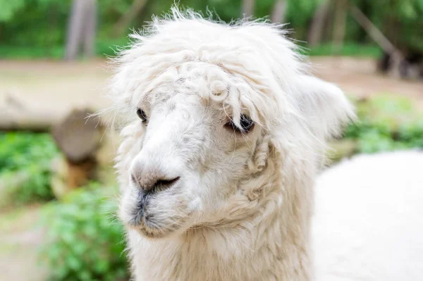 Muzzle White Llama Alpaca Animal Outdoors — Stock Photo, Image