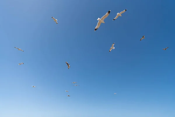 Rebanho Gaivotas Gaivotas Aves Marinhas Voando Céu Azul — Fotografia de Stock