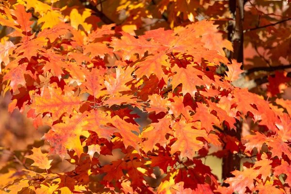 Orange Oak Leaves Natural Autumn Background Fall Beauty — Fotografia de Stock