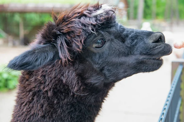 Black Llama Glama Muzzle Natural Background Outdoors — 图库照片