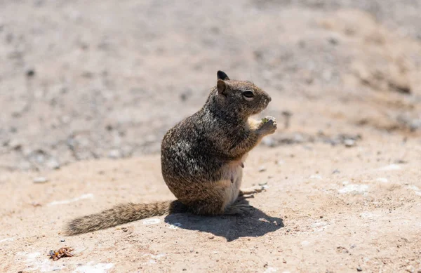 Wild Ground Squirrel Rodent Animal Eating Sitting Rocky Soil — 스톡 사진