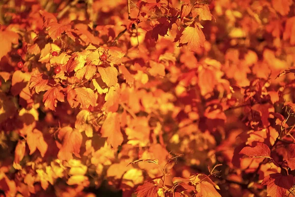 Folhas Outono Cor Laranja Closeup Tempo Ensolarado Outono — Fotografia de Stock