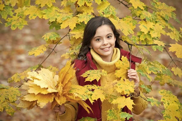 Felice Bambino Tenere Gruppo Foglia Acero Autunno All Aperto Natura — Foto Stock