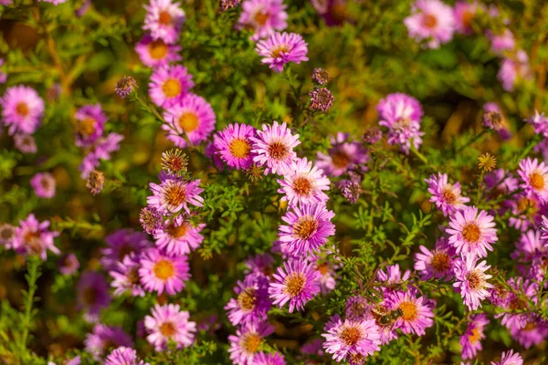 Daisy Osteospermum Flowers Floral Background Flowering Nature Beauty — Foto de Stock