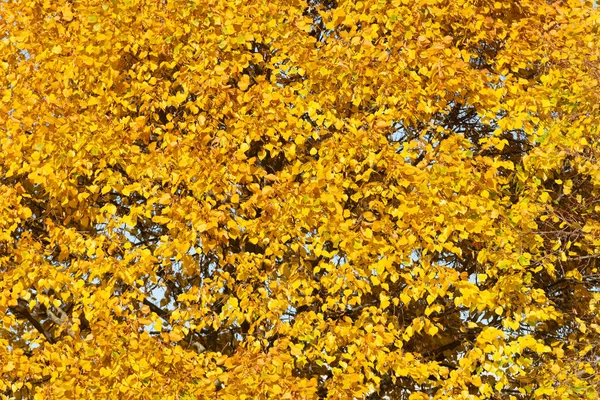 Autumn Natural Background Tree Fall Yellow Leaves — Foto de Stock