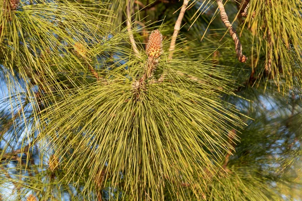 Pine Tree Branch Evergreen Needle Leaves Pinecone Natural Background — 스톡 사진