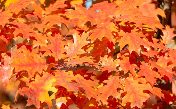 Orange Oak Leaves Natural Autumn Background Nature Beauty — Fotografia de Stock