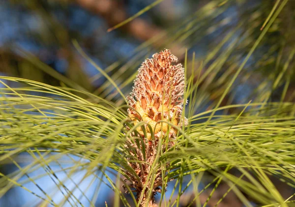 Female Pine Cone Evergreen Pinetree Needles Natural Background — 스톡 사진