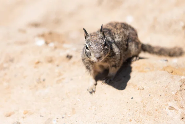 Wilde Grondeekhoorn Knaagdier Marmotini Dier Natuurlijke Habitat — Stockfoto