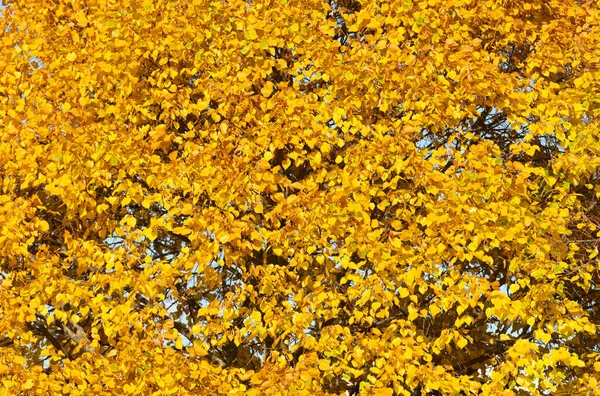 hello fall. autumn background of tree with fall yellow leaves.
