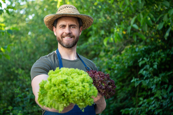 man greengrocer in straw hat with lettuce leaves. selective focus and copy space.