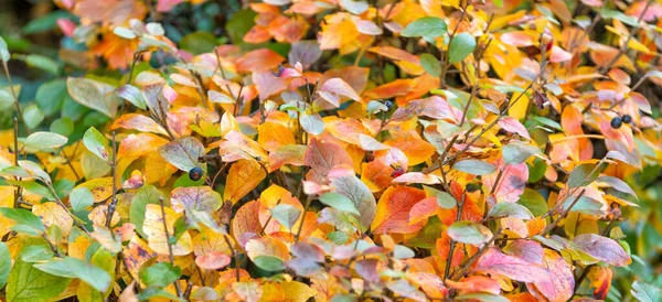 Bright Colorful Autumn Leaves Nature Background Fall Season — стоковое фото