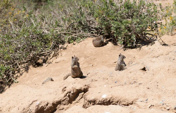 Wild Ground Squirrels Rodents Marmotini Animals Natural Habitat — Stockfoto