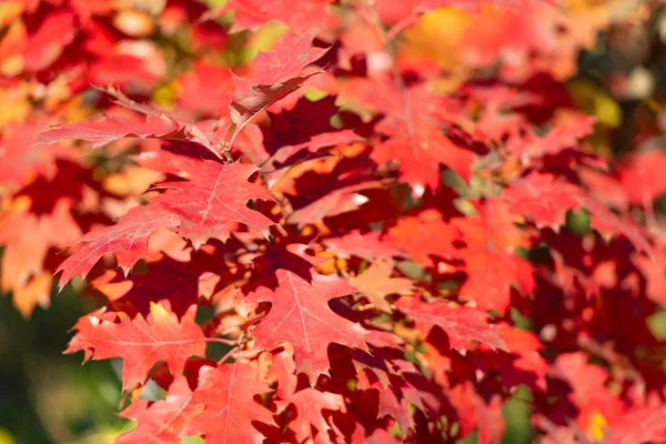 Red Color Oak Leaves Natural Autumn Background — Stock fotografie