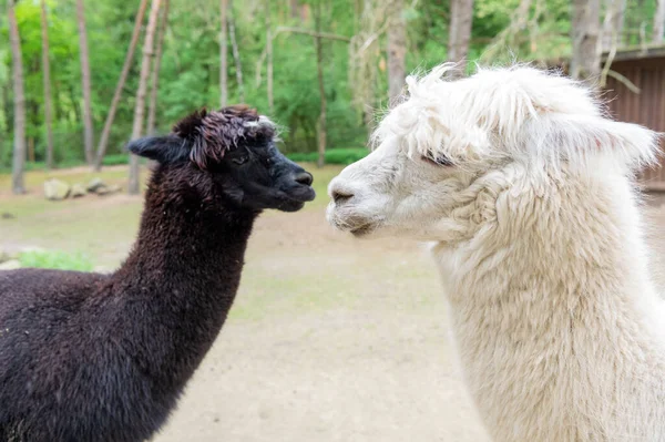 าและส ขาว Llamas Alpacas นหล งธรรมชาต — ภาพถ่ายสต็อก