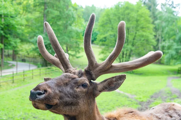 Antlered Head True Deer Natural Background — Foto de Stock
