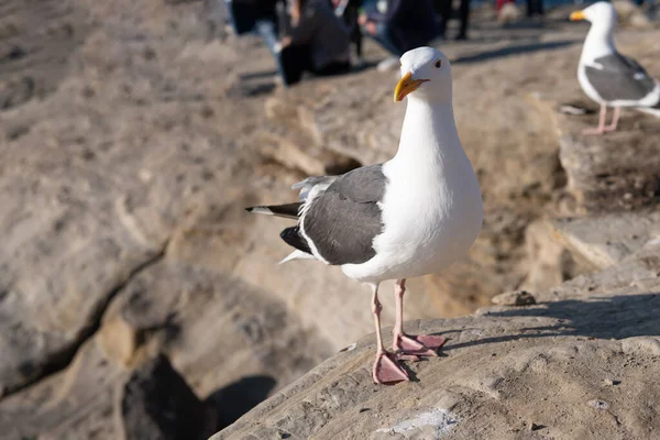 White Headed Herring Gull Seabird Standing Rocks — ストック写真