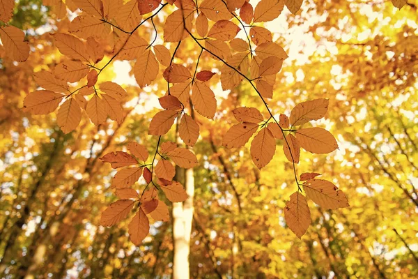 Podzimní Příroda Ratolest Listy Sezónní Strom Detailní Záběr Přírodní Krása — Stock fotografie