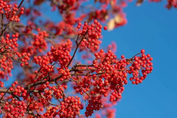 Branch Sorb Berries Blue Sky Background — Photo