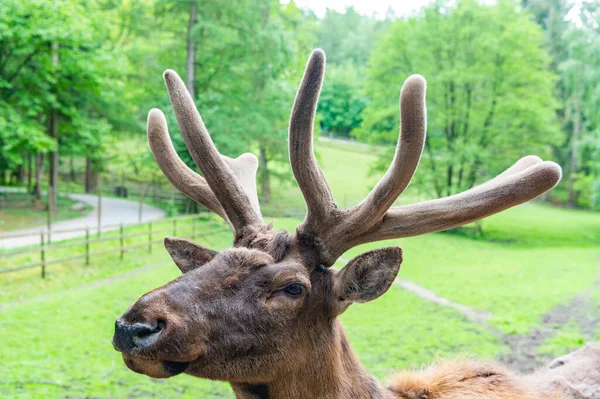 Antlered Head Elk Wapiti Deer Natural Background — Foto de Stock