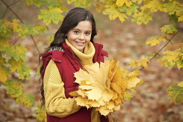 陽気な子供は秋のカエデの葉の配置屋外を保持します — ストック写真