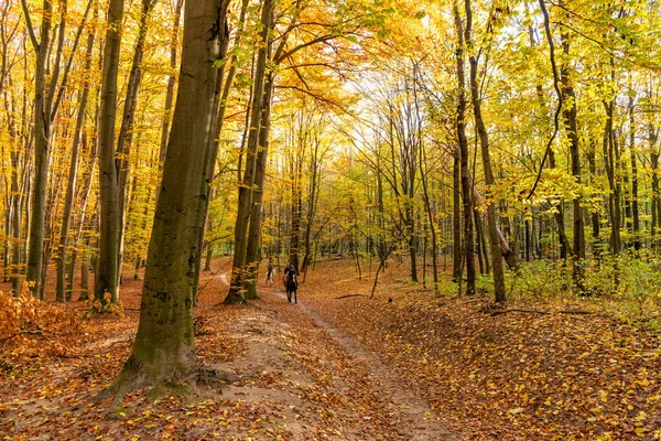 Ormanda Sarı Yapraklı Sonbahar Ağaçları — Stok fotoğraf