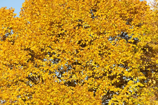 Autumn Background Tree Fall Yellow Leaves — стоковое фото