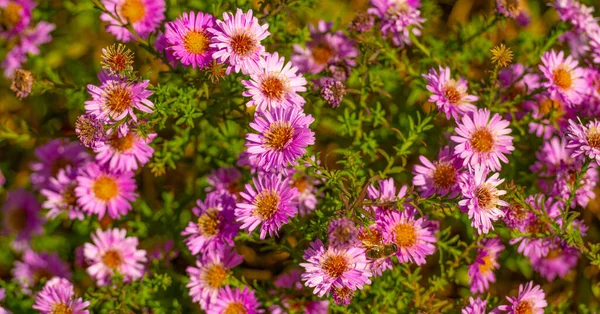 Daisy Calenduleae Flowers Floral Background Flowering Nature Beauty — 스톡 사진