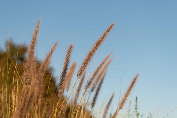 Dry Grass Spikelets Growing Field Sky Background — Photo