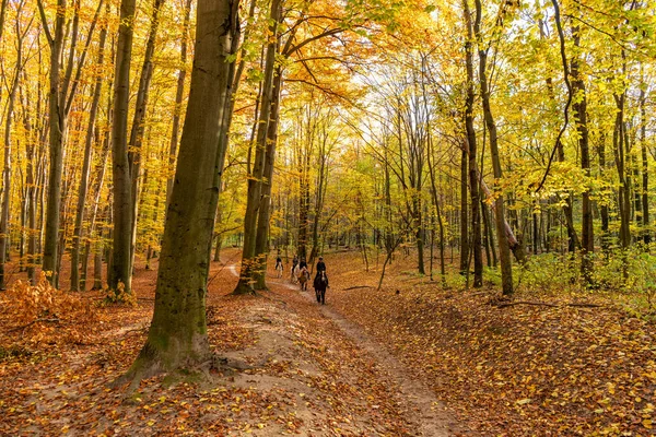 Sarı Yaprakları Ağaçları Olan Sonbahar Ormanı Merhaba Sonbahar — Stok fotoğraf
