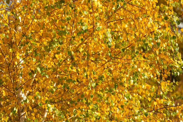 Autumn Background Tree Fall Yellow Leaves Nature — стоковое фото