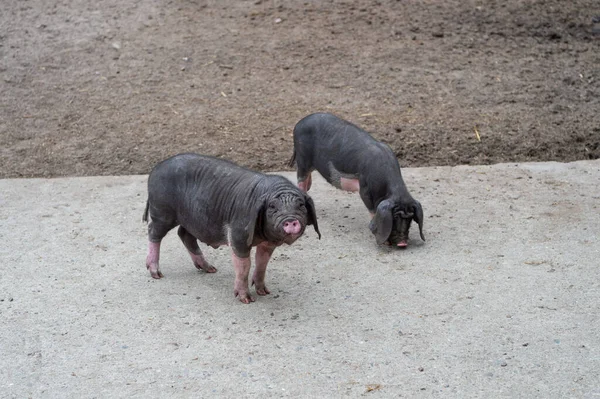 Black Domestic Meishan Pigs Swines Swinery — Zdjęcie stockowe